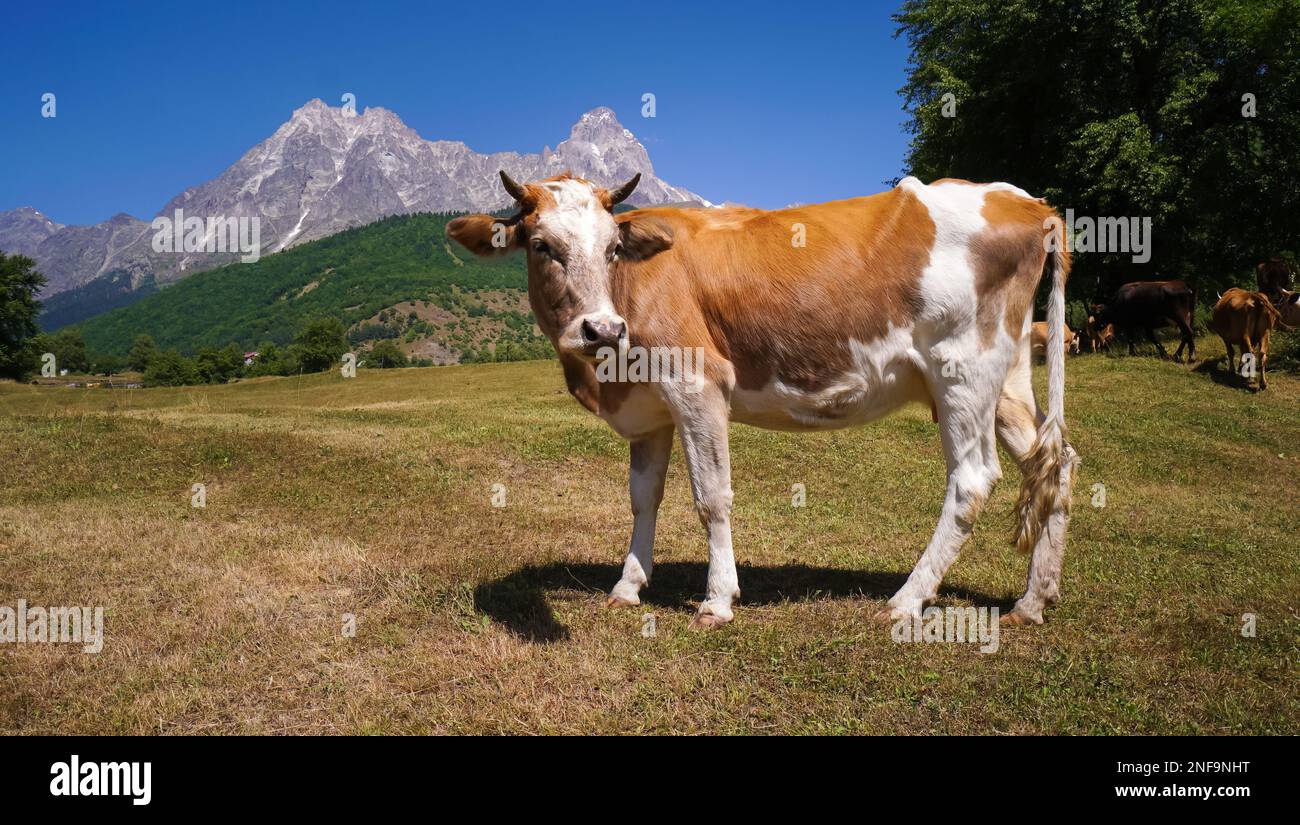 Gros plan d'une belle vache rouge-blanc qui broutage dans un pré sur le fond des montagnes par une journée ensoleillée et regardant dans la caméra Banque D'Images