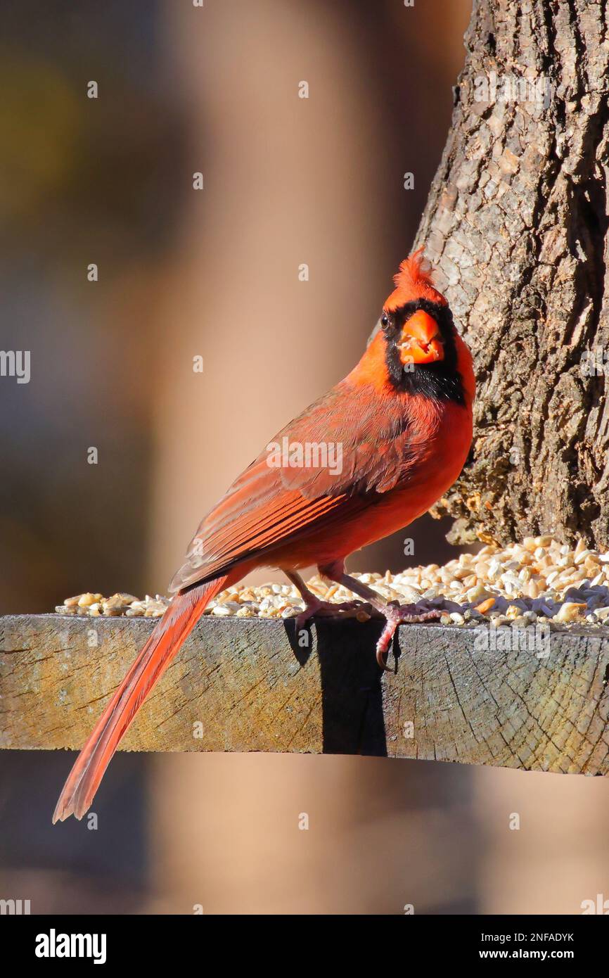 Photo verticale d'un oiseau cardinal rouge perché sur un mangeoire en bois Banque D'Images