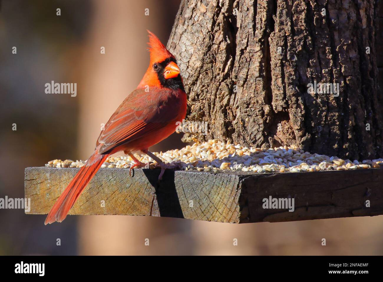 Gros plan d'un oiseau cardinal rouge perché sur un mangeoire en bois Banque D'Images