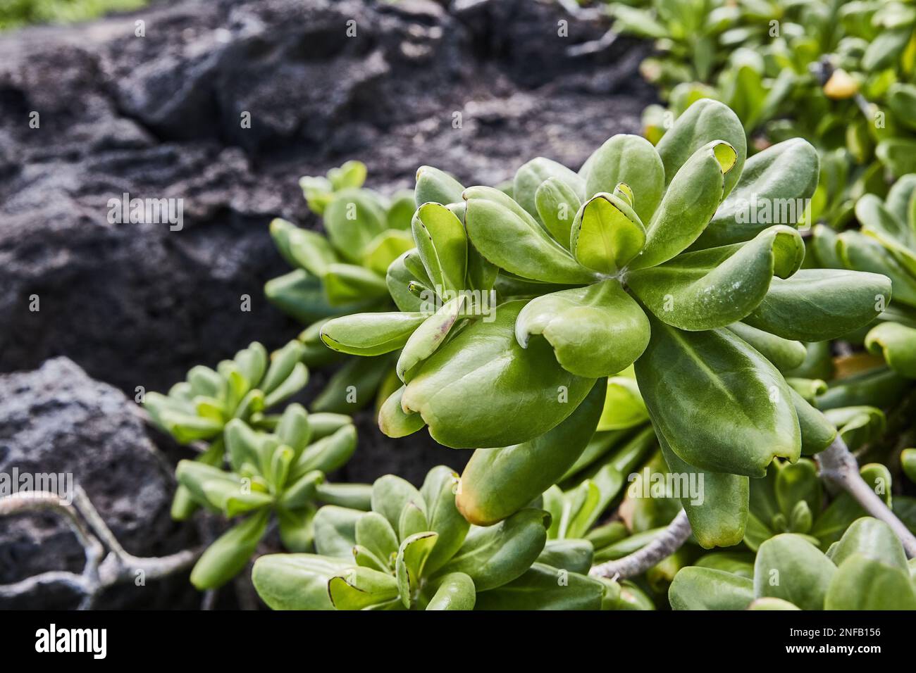 Gros plan d'une plante verte qui pousse entre les roches volcaniques d'Oahu Hawaii Banque D'Images