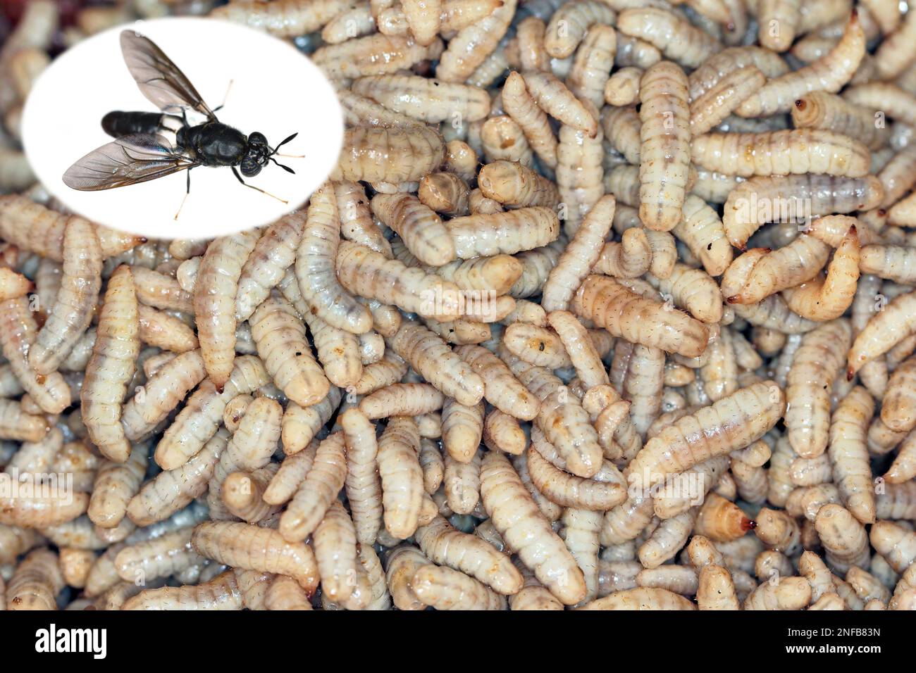 Hermetia illucens, le soldat noir vole. Les larves et les mouches adultes. Insectes comestibles comme produit alimentaire rempli de protéines et de nutrition. Banque D'Images
