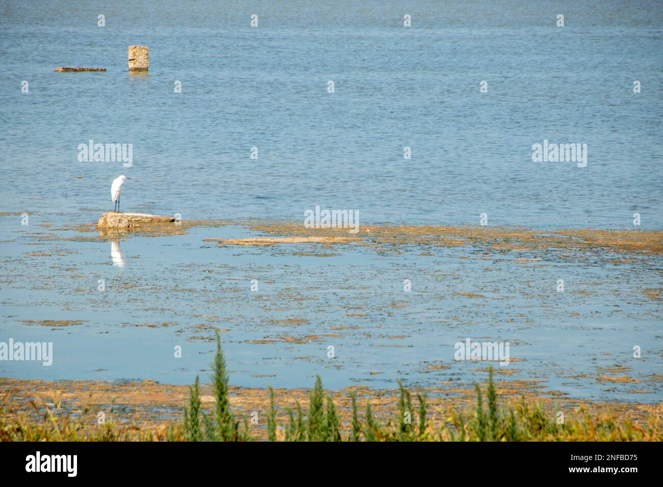 Biirds migrateurs dans l'oasis de la réserve naturelle de Vendicari, situé entre Noto et Marzamemi, Sicile, Italie. Banque D'Images