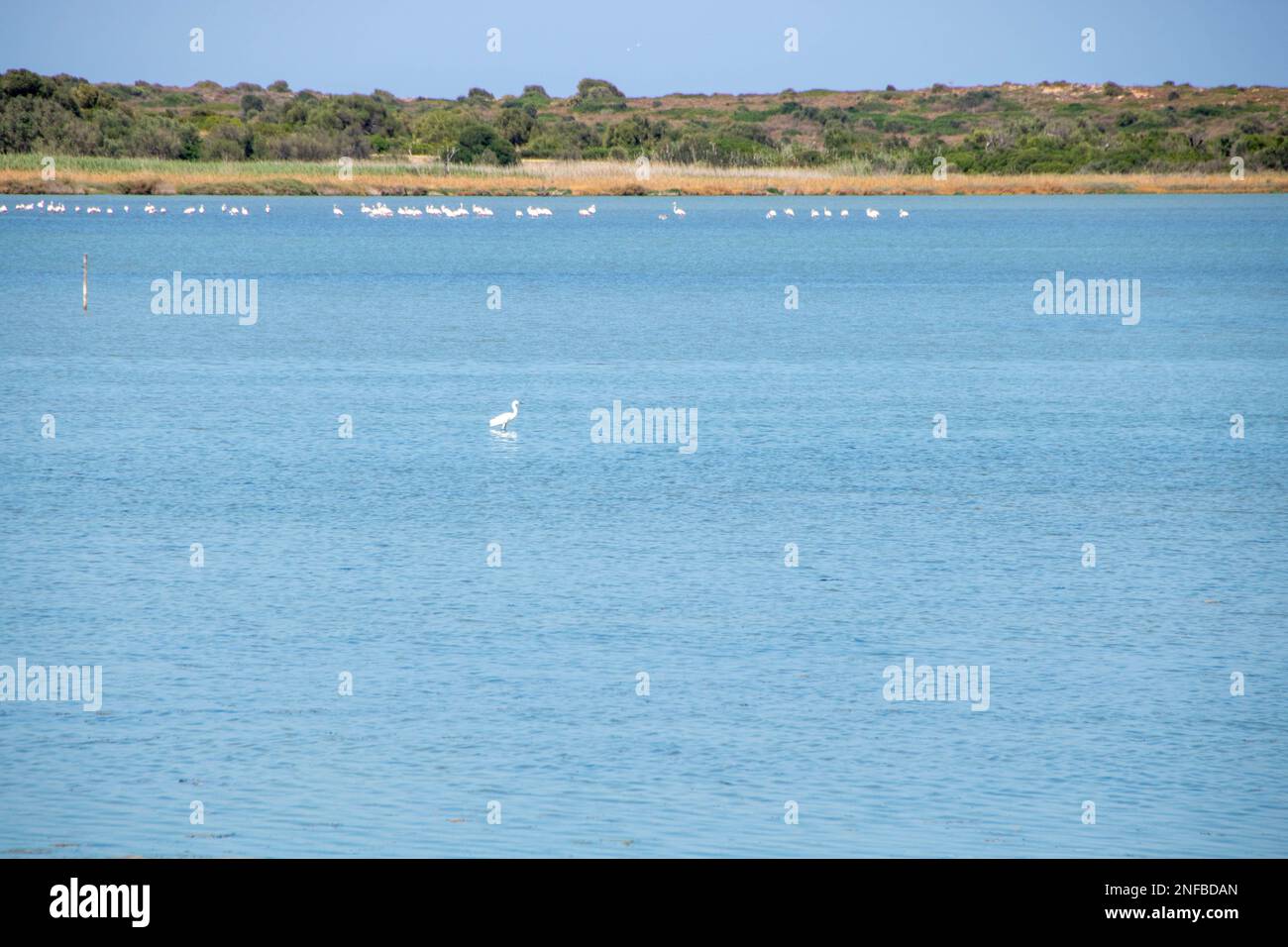 Biirds migrateurs dans l'oasis de la réserve naturelle de Vendicari, situé entre Noto et Marzamemi, Sicile, Italie. Banque D'Images