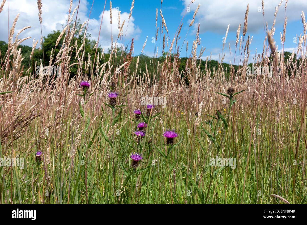 Herbes de prairie et de la Knaphed commune, Centaurea nigra dans la campagne du Hampshire, Angleterre, Royaume-Uni Banque D'Images