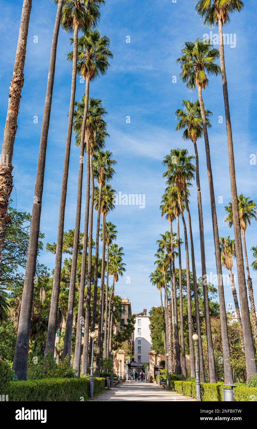 Avenue avec des palmiers dans le parc de Villa Giulia, Palerme Banque D'Images