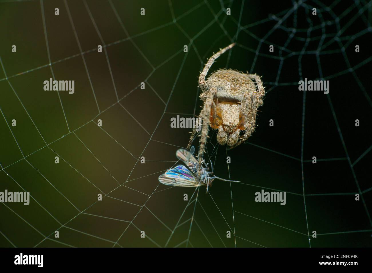 Araignée ORB weaver avec proie sur le web, Satara, Maharashtra, Inde Banque D'Images