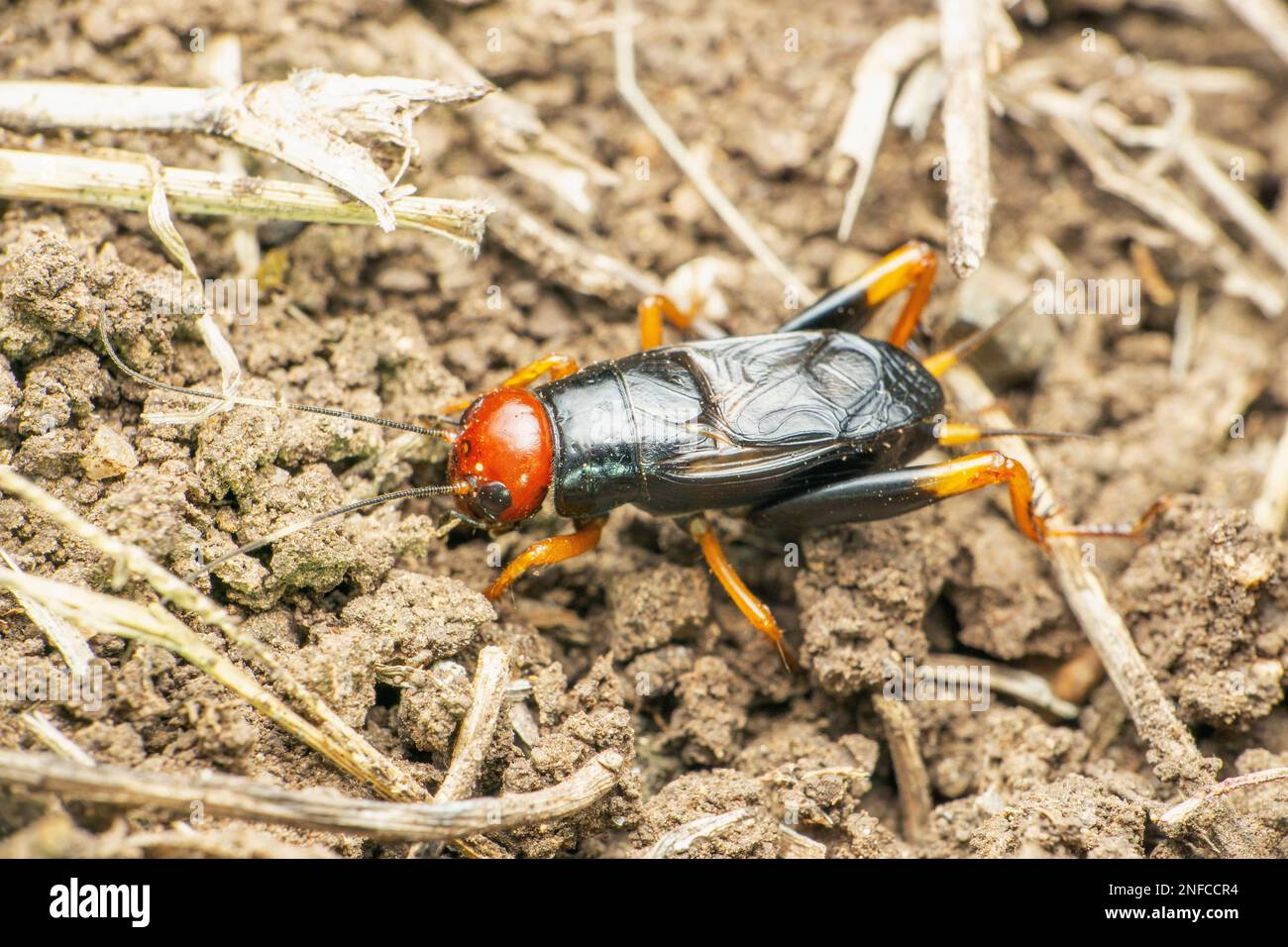 Cricket de la tête rouge, Satara, Maharashtra, Inde Banque D'Images