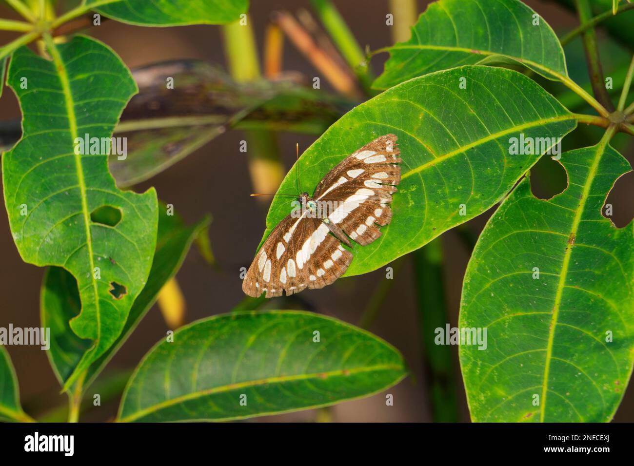 Limenitis arthemis, l'amiral violet ou blanc à pois rouges, Satara, Maharashtra, Inde Banque D'Images