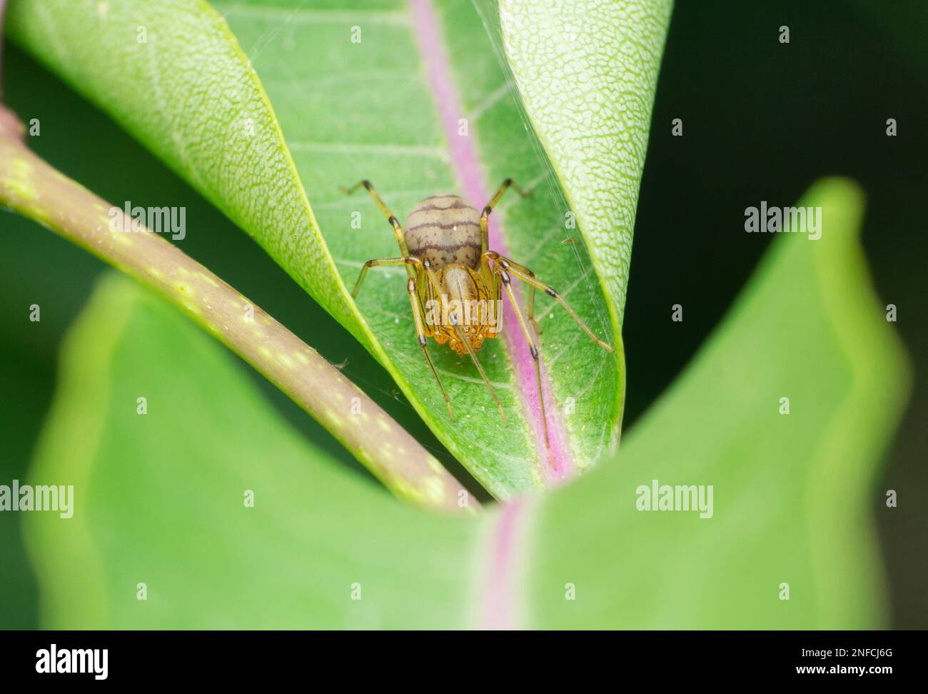 Araignée à cracher décolorée, Syctodes globula, Satara, Maharashtra, Inde Banque D'Images