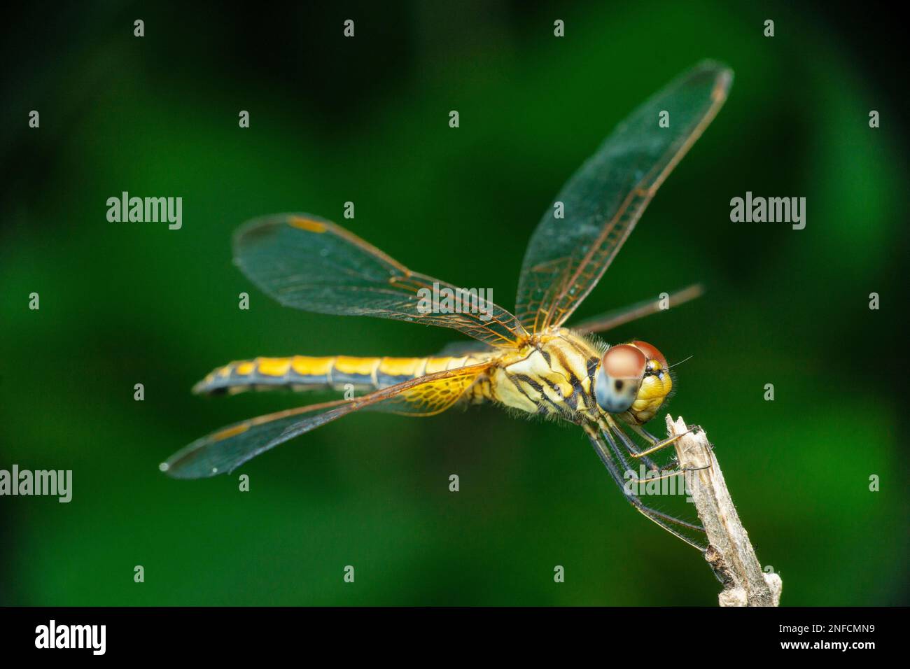 Libellule jaune, Pantala flavescens vue dorsale, Satara, Maharashtra, Inde Banque D'Images