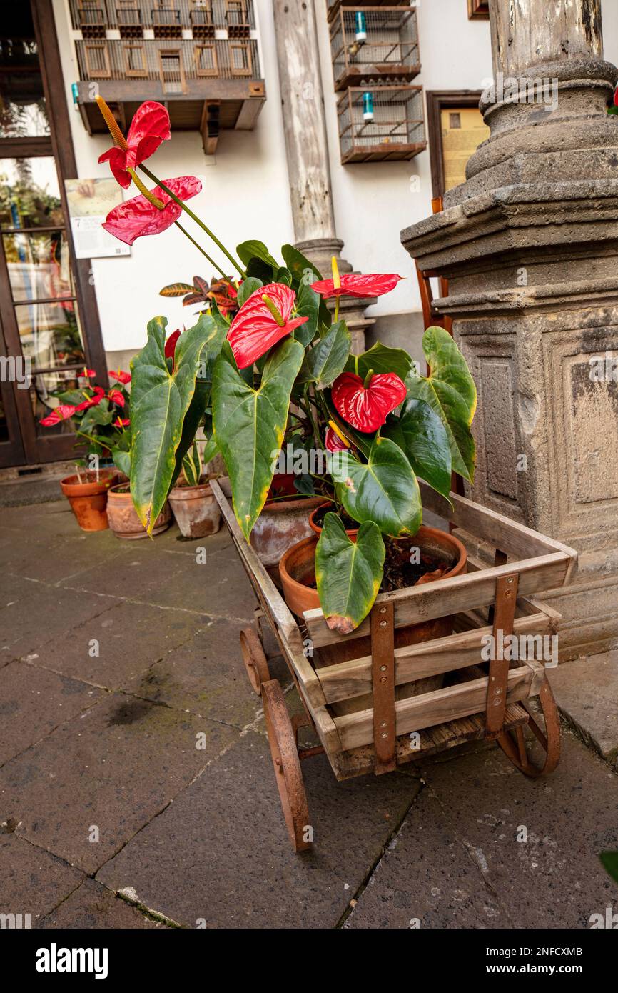 Intérieur de la Casa de los Balcones, la Orotava, Tenerife, Iles Canaries, Espagne, touristes, tourisme, soleil d'hiver. Complexe de musées historiques Banque D'Images