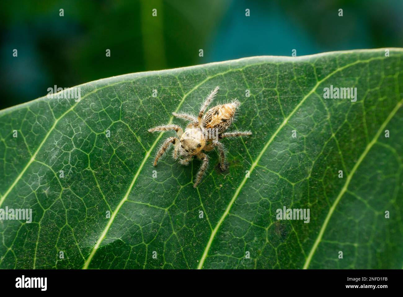Dorsale de l'araignée sauteuse, Salticidae, Satara, Maharashtra, Inde Banque D'Images