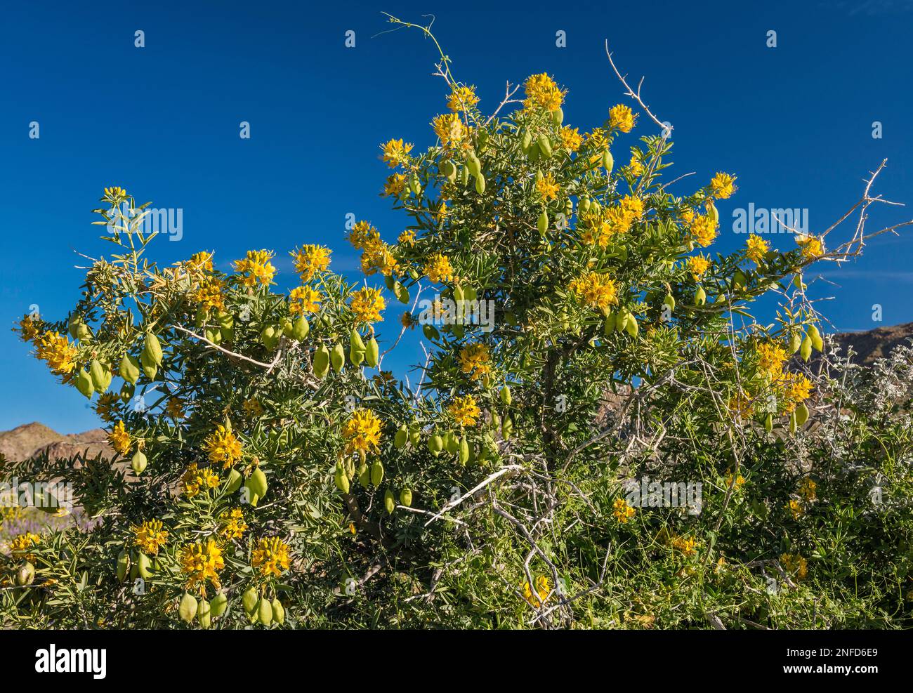 Le buisson de Bladderpode (Peritoma arborea), des fleurs et des gousses jaunes au printemps dans Cottonwood Canyon, Colorado Desert, Joshua Tree National Park, Californie Banque D'Images