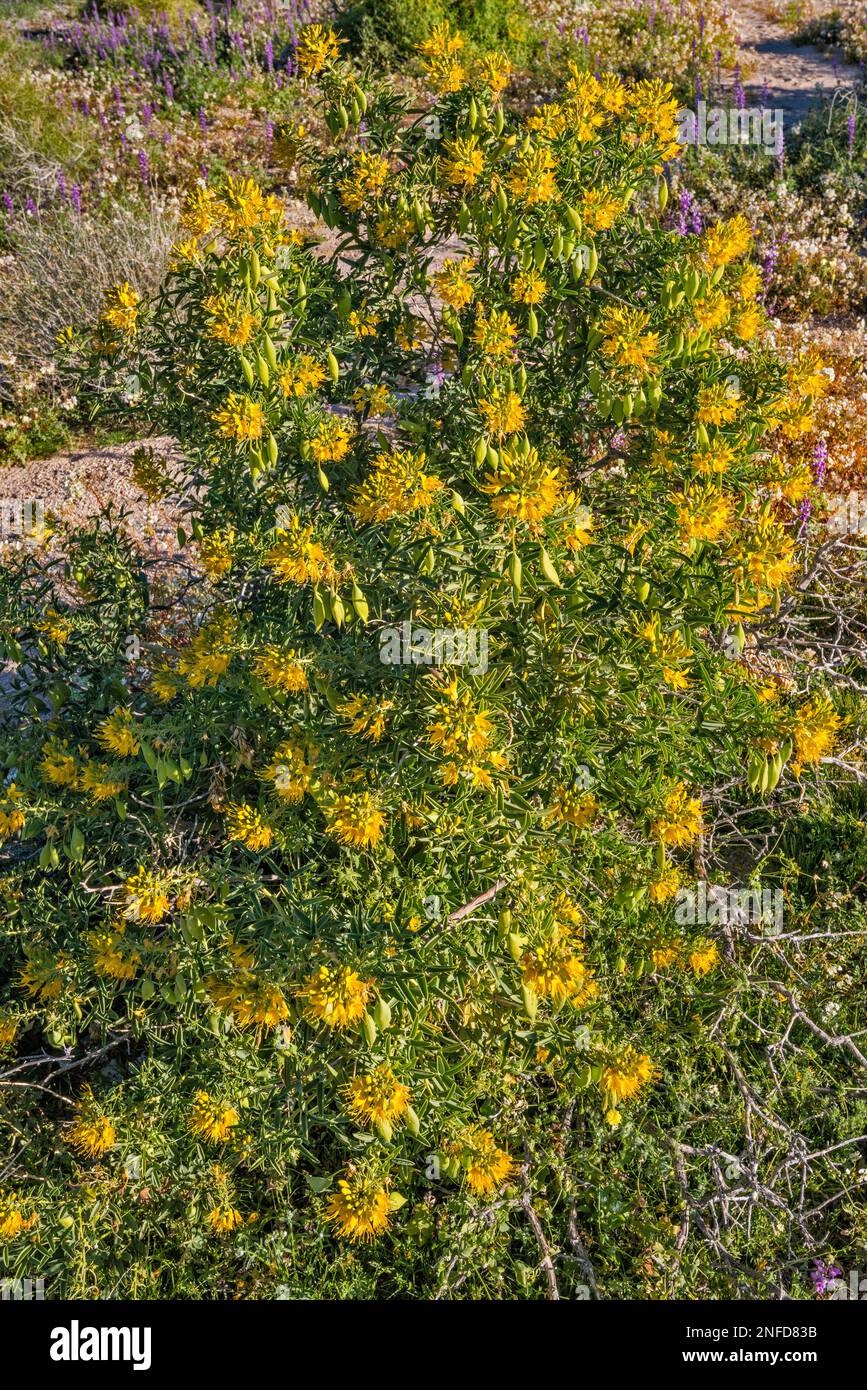 Le buisson de Bladderpode (Peritoma arborea), des fleurs et des gousses jaunes au printemps dans Cottonwood Canyon, Colorado Desert, Joshua Tree National Park, Californie Banque D'Images