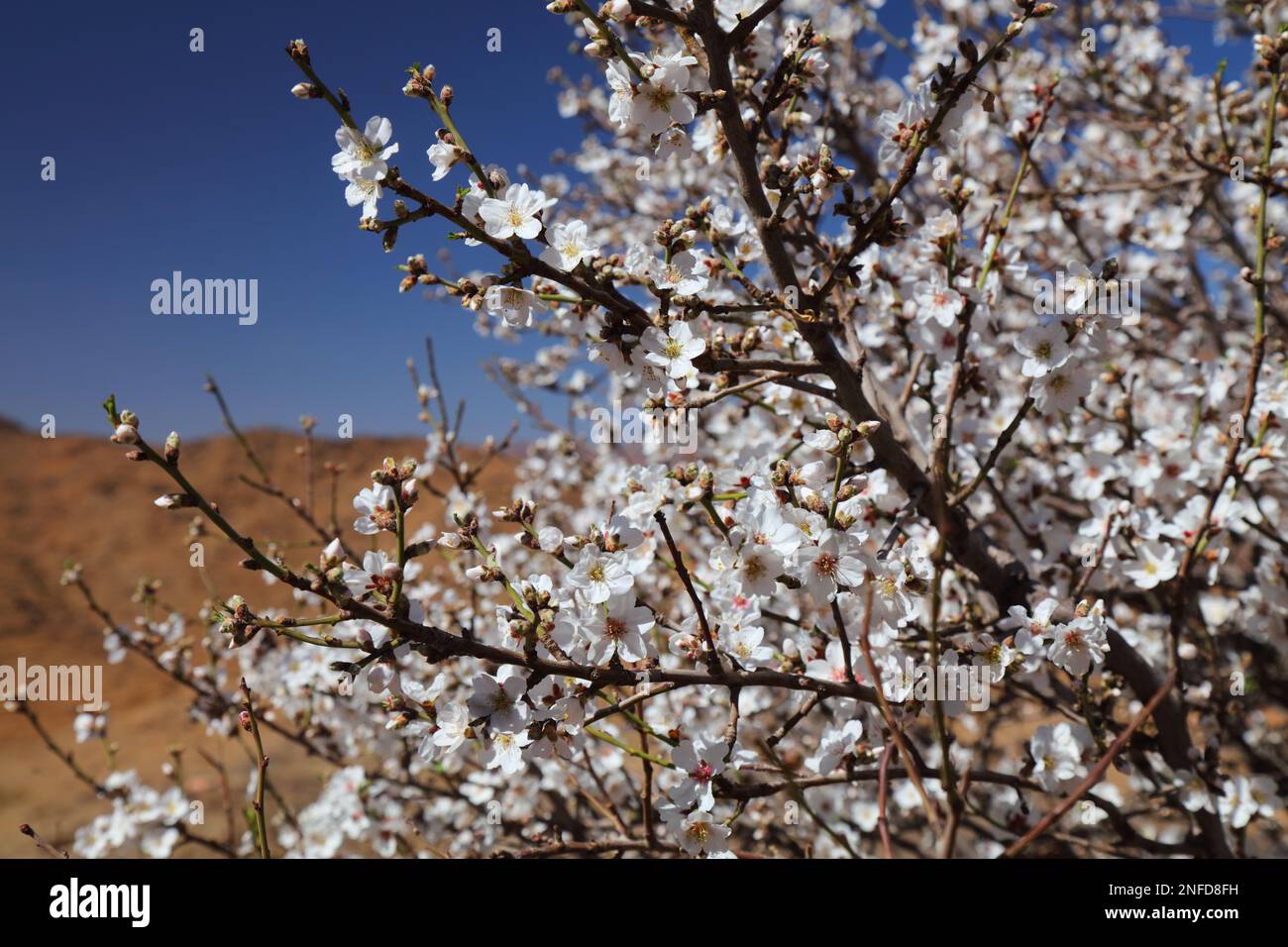 Amandiers fleuris dans les montagnes anti-Atlas près de Tafraout, Maroc. Le printemps, les amandiers fleurissent au Maroc. Banque D'Images