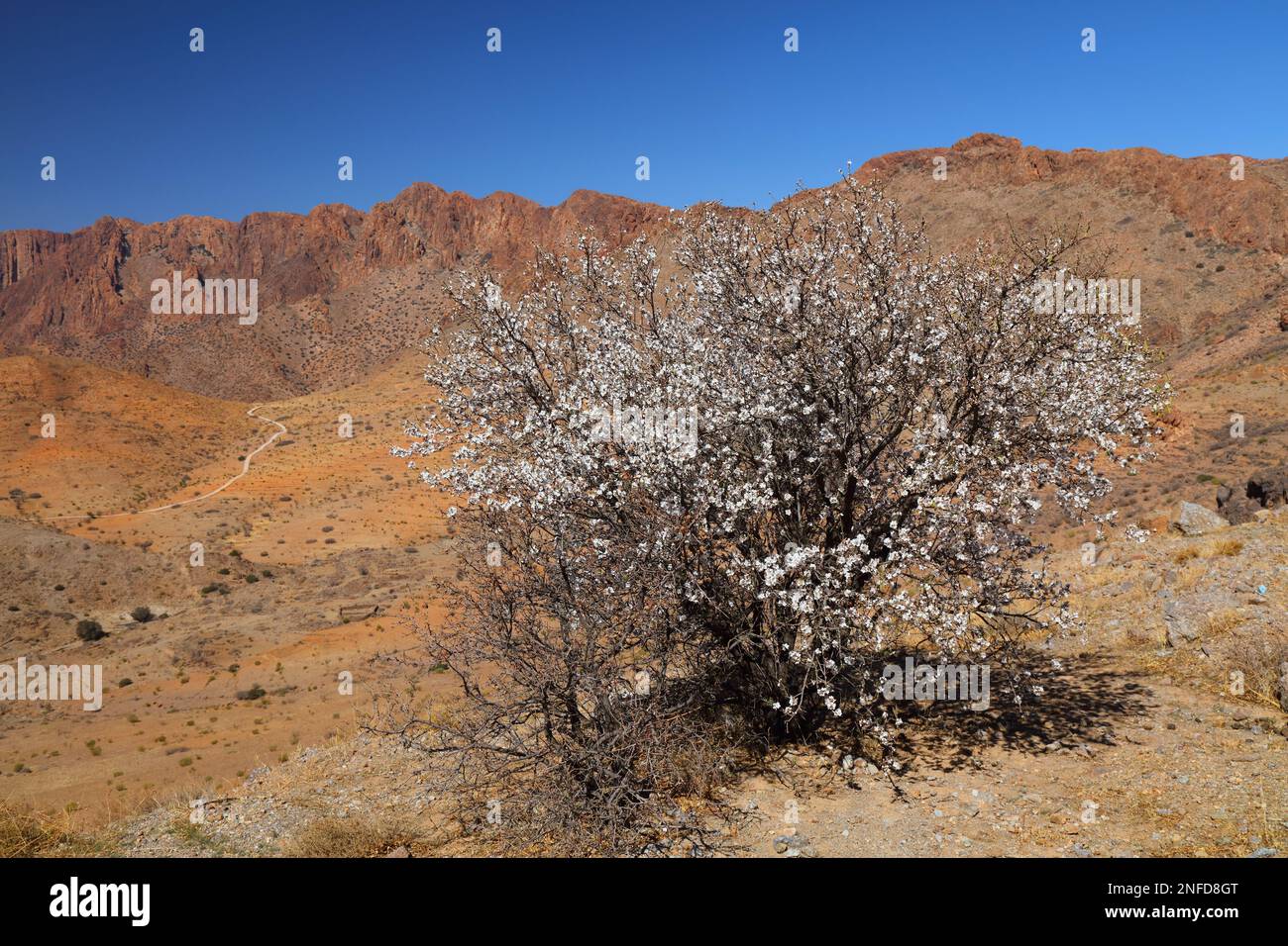 Amandiers fleuris dans les montagnes anti-Atlas près de Tafraout, Maroc. Printemps au Maroc. Banque D'Images