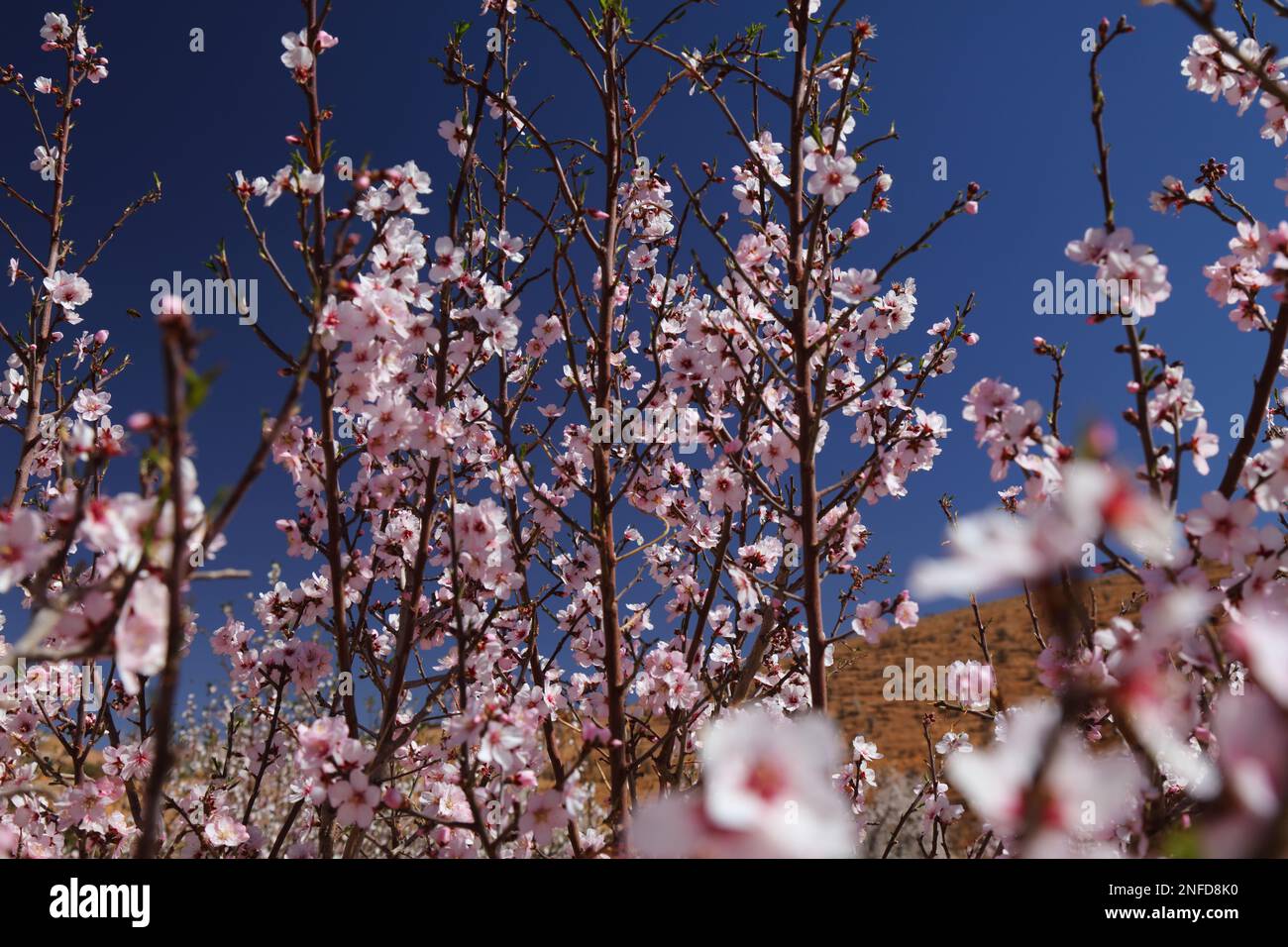 Amandiers fleuris dans les montagnes anti-Atlas près de Tafraout, Maroc. Le printemps, les amandiers fleurissent au Maroc. Banque D'Images