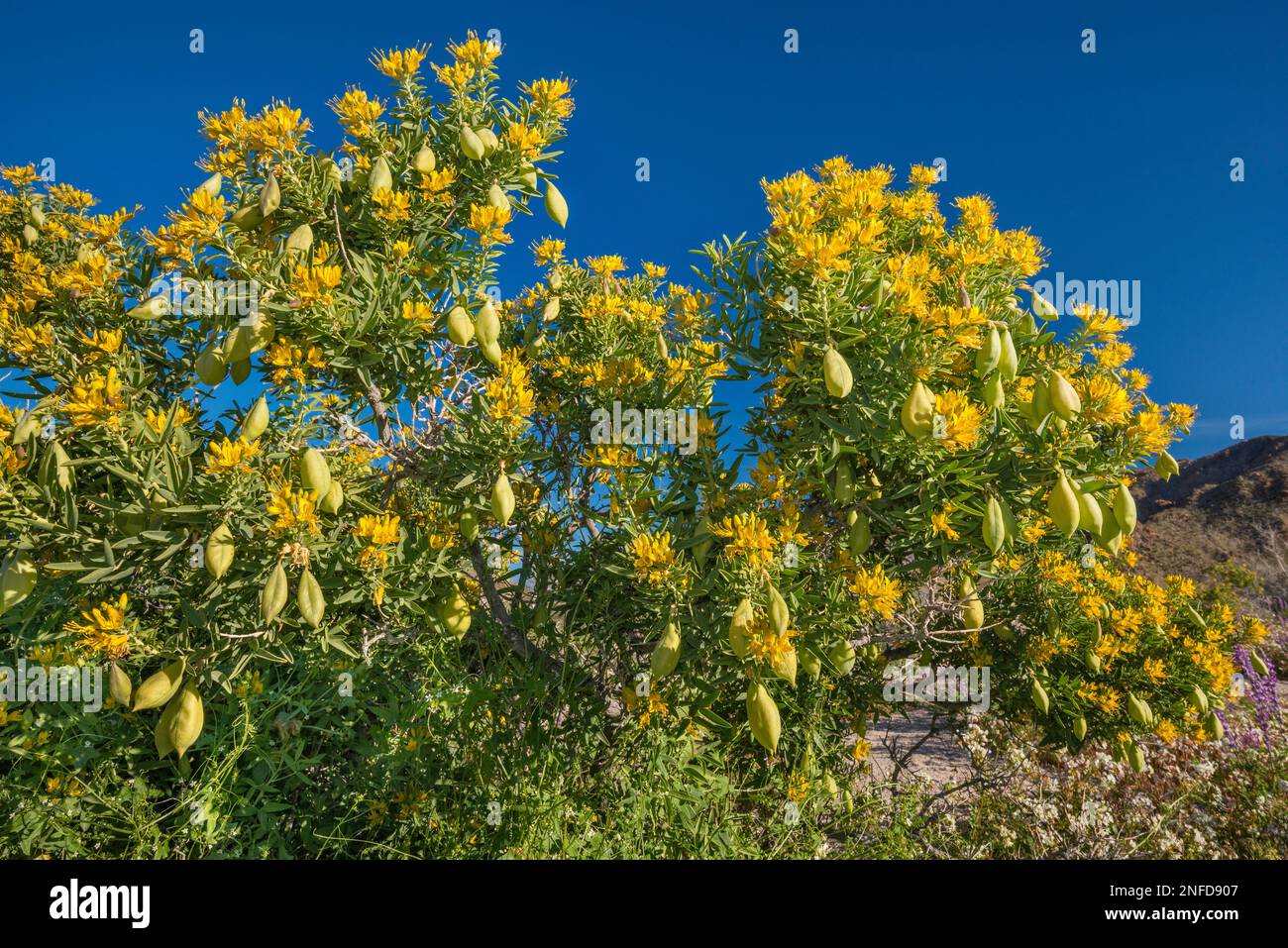 Le buisson de Bladderpode (Peritoma arborea), des fleurs et des gousses jaunes au printemps dans Cottonwood Canyon, Colorado Desert, Joshua Tree National Park, Californie Banque D'Images