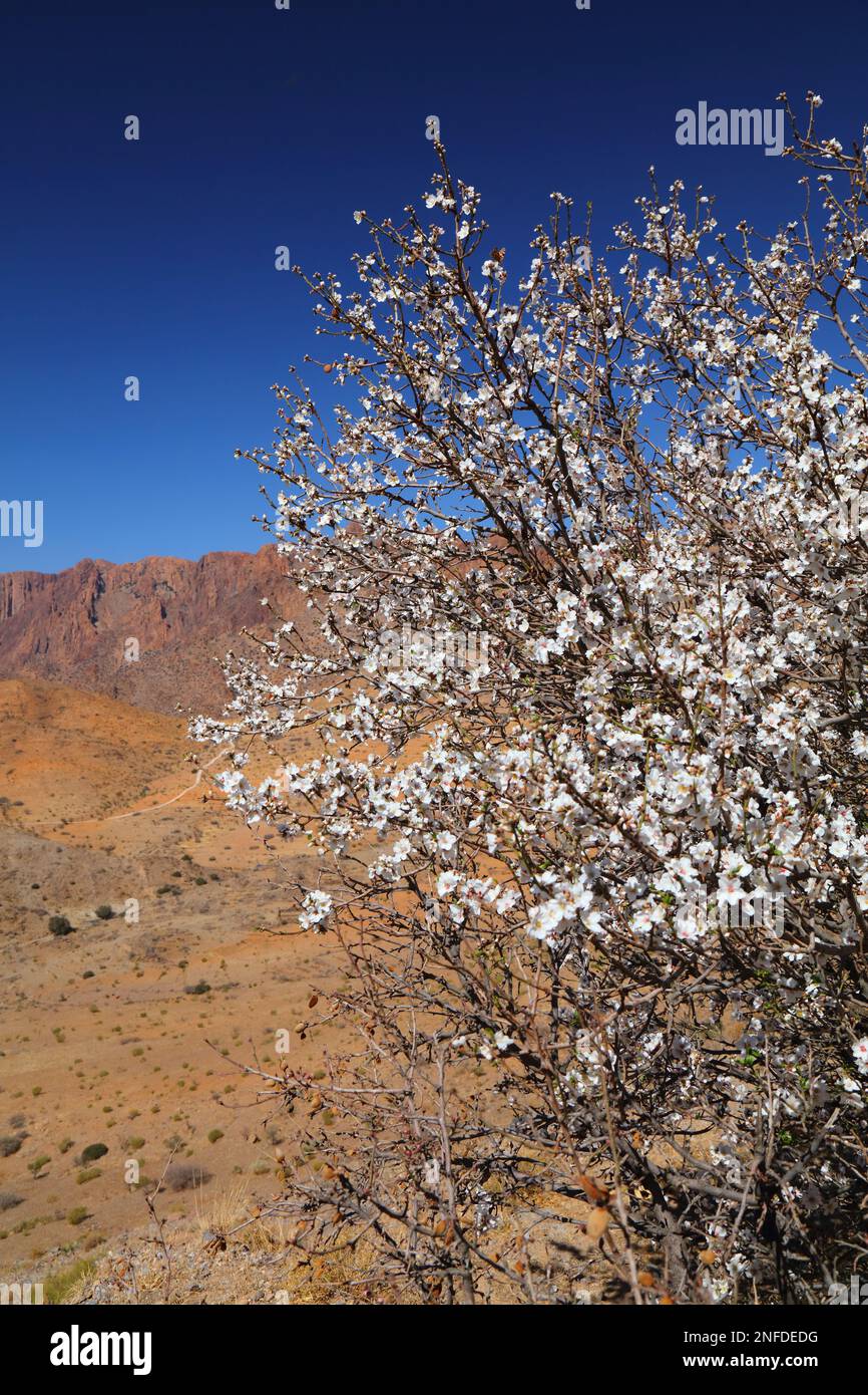 Amandiers fleuris dans les montagnes anti-Atlas près de Tafraout, Maroc. Le printemps, les amandiers fleurissent au Maroc. Banque D'Images