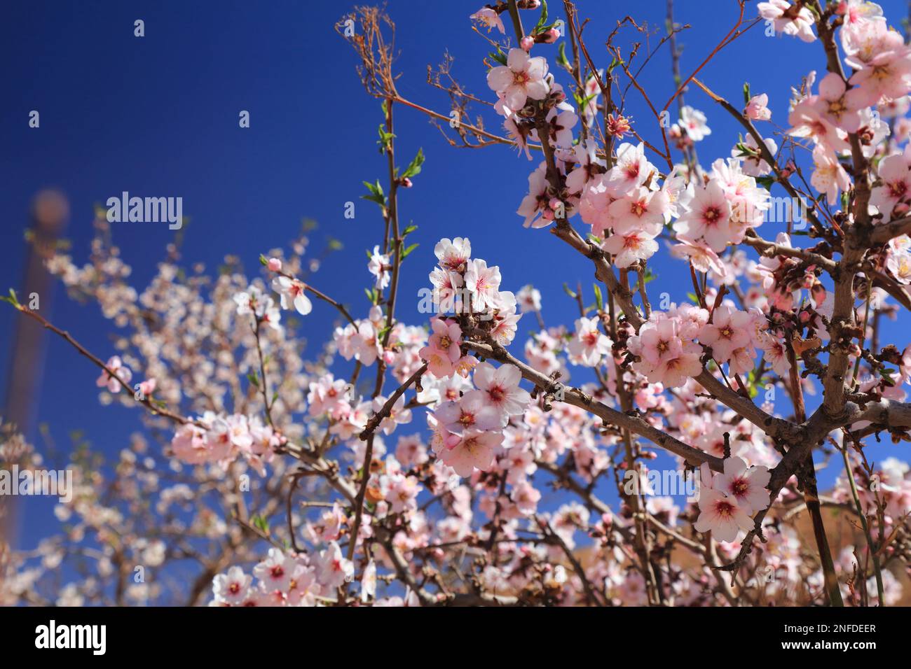 Amandiers fleuris dans les montagnes anti-Atlas près de Tafraout, Maroc. Le printemps, les amandiers fleurissent au Maroc. Banque D'Images