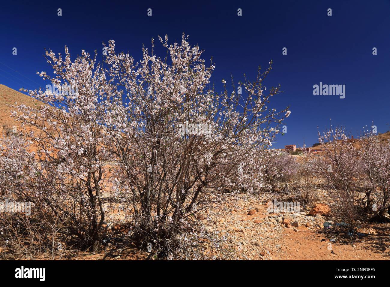 Amandiers fleuris dans les montagnes anti-Atlas près de Tafraout, Maroc. Le printemps, les amandiers fleurissent au Maroc. Banque D'Images
