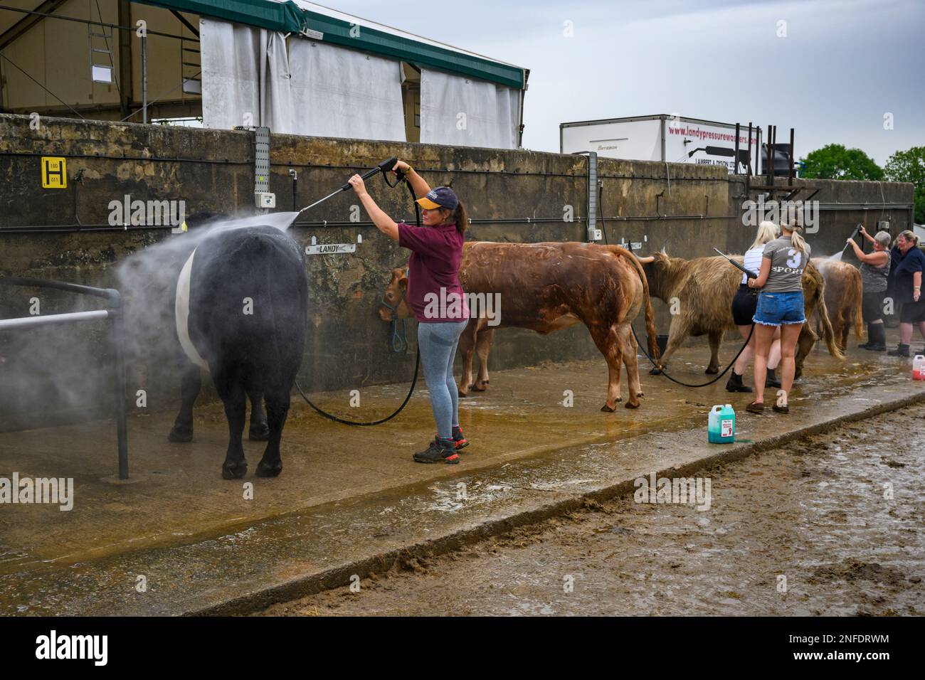 Personnes (agriculteurs) lavage lavage lavage nettoyage douche mouillant, concours participants (eau-pulvérisations) - Great Yorkshire Show 2022, Harrogate, Angleterre, Royaume-Uni. Banque D'Images