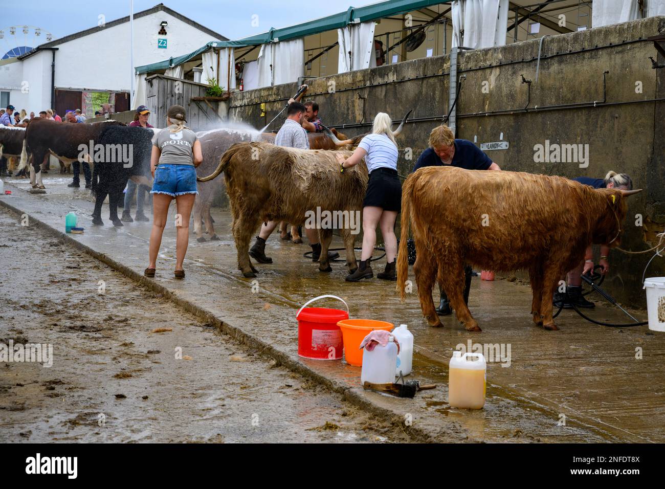 Personnes (agriculteurs) laver l'hose de nettoyage shampoings pedigree vaches et taureaux avec des jets d'eau de puissance - Great Yorkshire Show 2022, Harrogate, Angleterre, Royaume-Uni. Banque D'Images