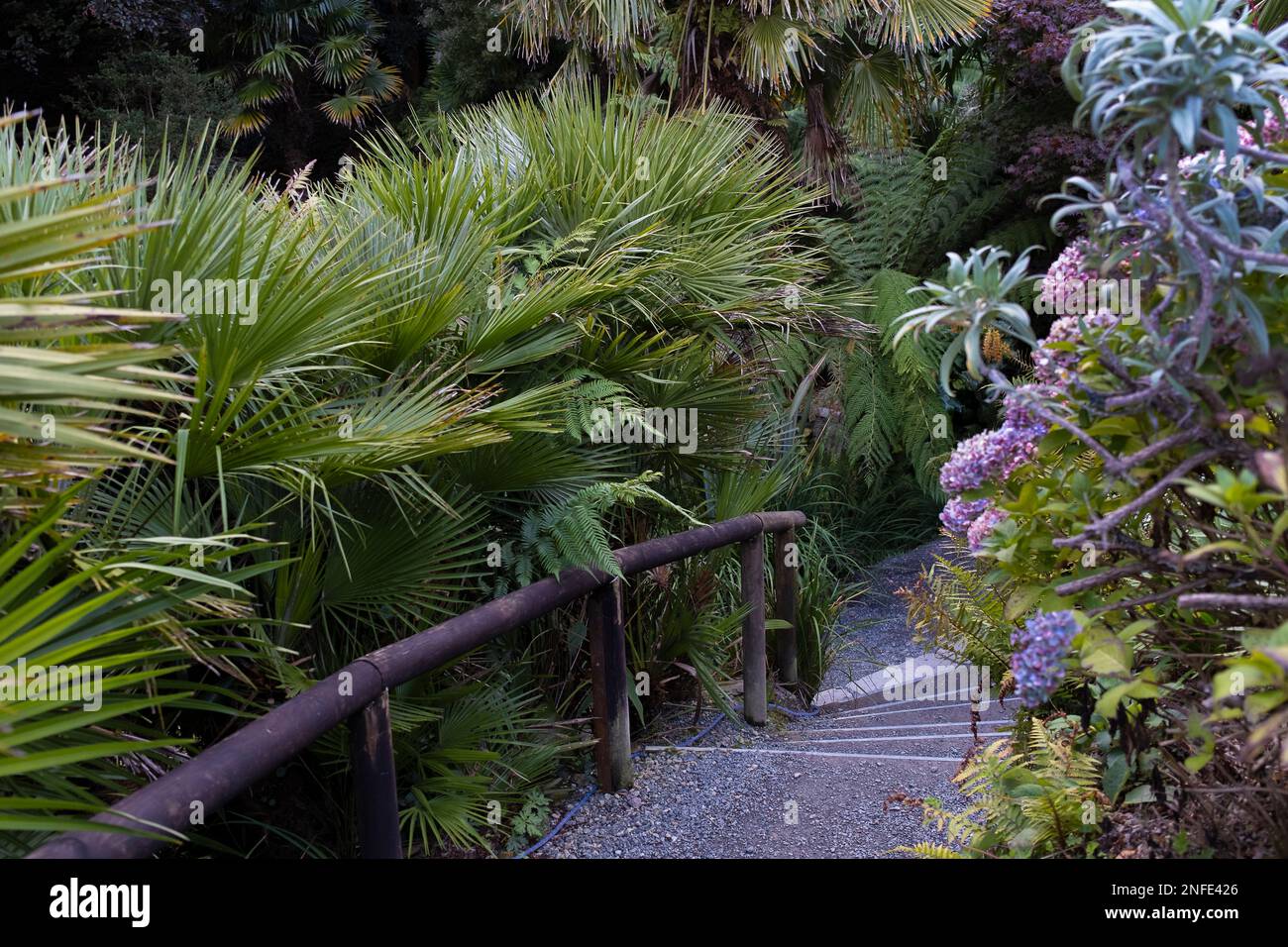 Un sentier, des marches et une main courante en bois à Trebah Garden, dans les Cornouailles, au Royaume-Uni. Banque D'Images