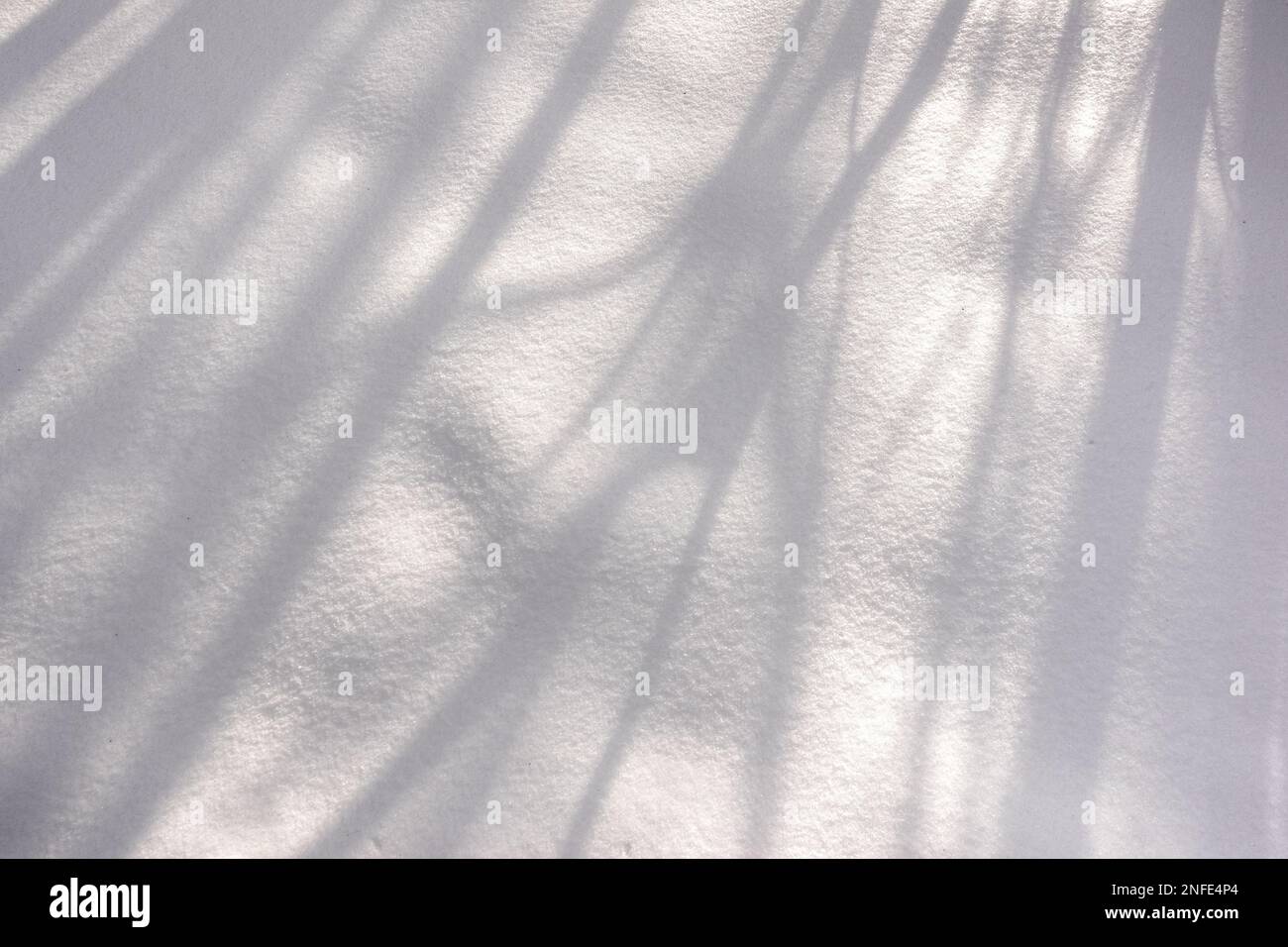 ombre des arbustes et des arbres dans la neige blanche fraîche du soleil en hiver Banque D'Images