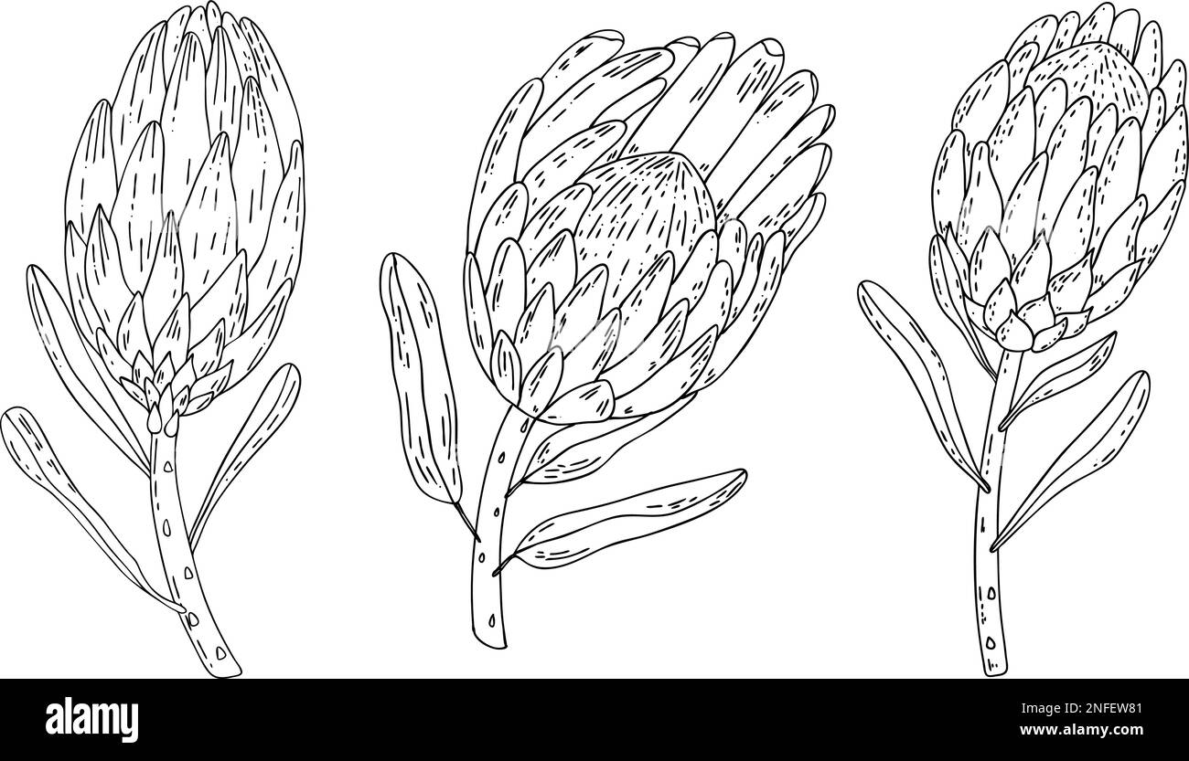 Jeu de lignes dessinées à la main de roi protea isolé sur fond blanc. Collection de fleurs tropicales exotiques dessinées à la main. Illustration de Vecteur