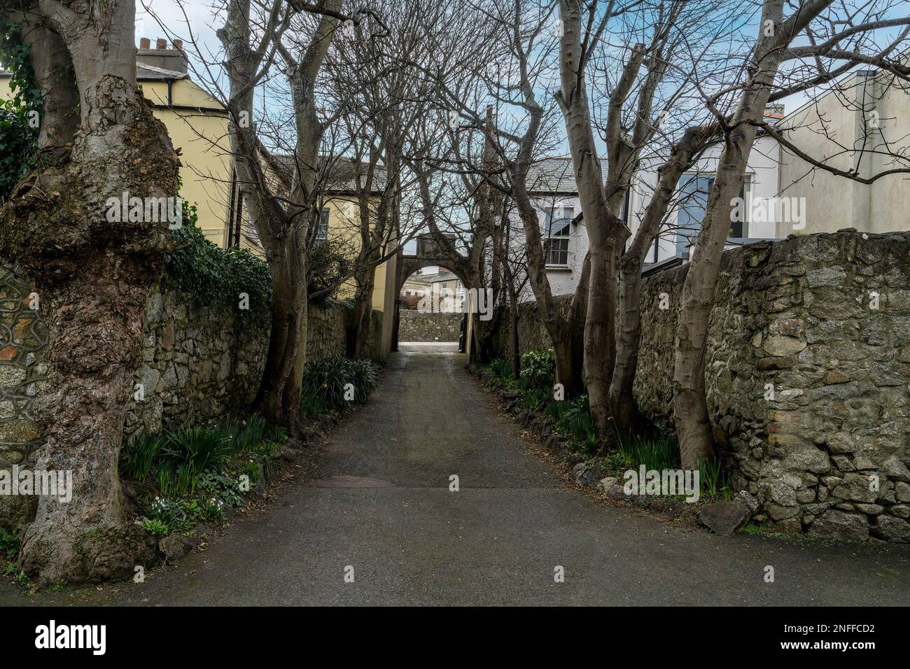 allée couverte d'un arbre menant à une rangée de maisons Banque D'Images