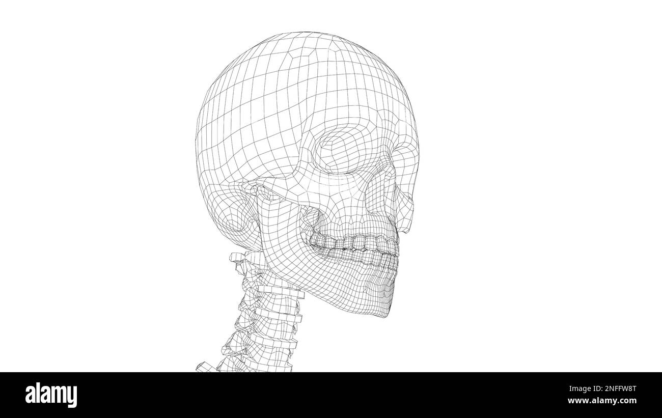 Squelette humain. 3d illustration Banque D'Images