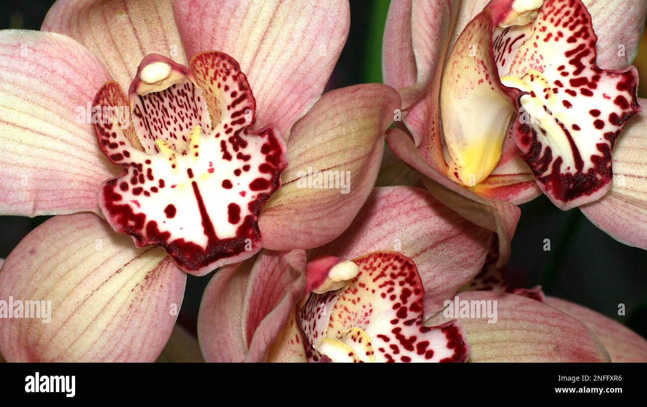 Orchidée tropicale, Orchidaceae, Forêt tropicale, Amazonie, Equateur, Amérique Banque D'Images