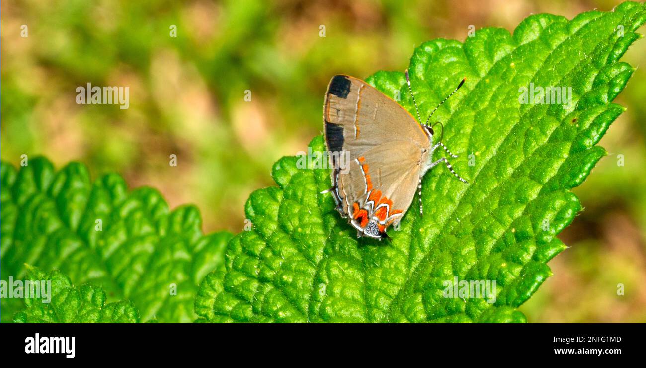 Papillon, forêt tropicale, Costa Rica, Amérique Banque D'Images