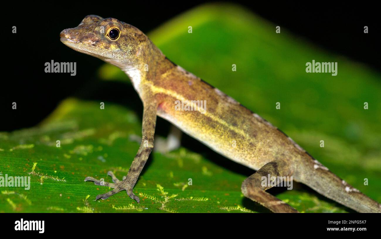 Anolis, Anole Lizard, forêt tropicale, parc national de Corcovado, zone protégée d'Osa, Péninsule OSA, Costa Rica, Amérique Banque D'Images