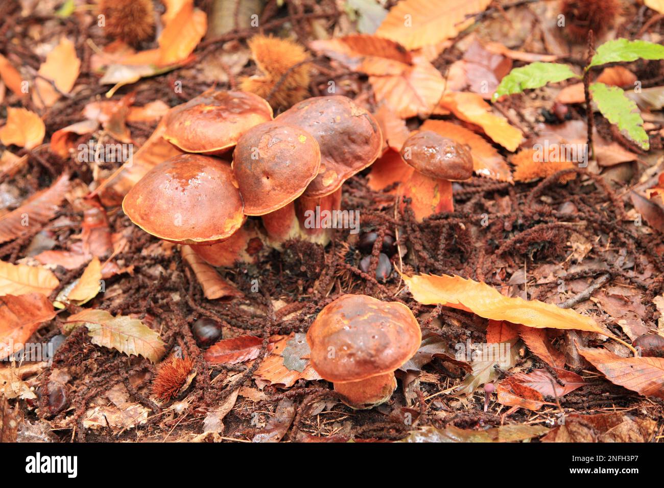 Gros plan sur un Neoboletus praestigator poussant dans les bois. Banque D'Images