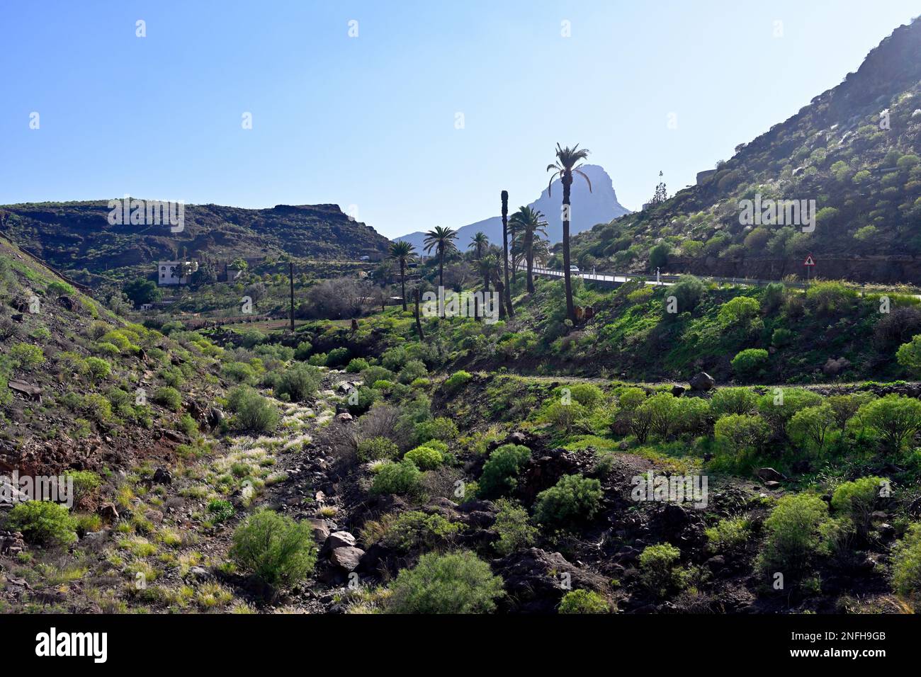 Lit de rivière sec avec plantes vertes, "Barranco de las Vacas", dans les montagnes près d'Aguimes, Gran Canaria Banque D'Images