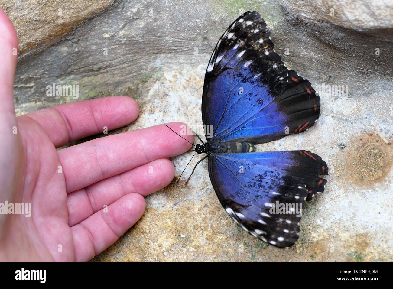 Stratford Butterfly Farm Banque D'Images