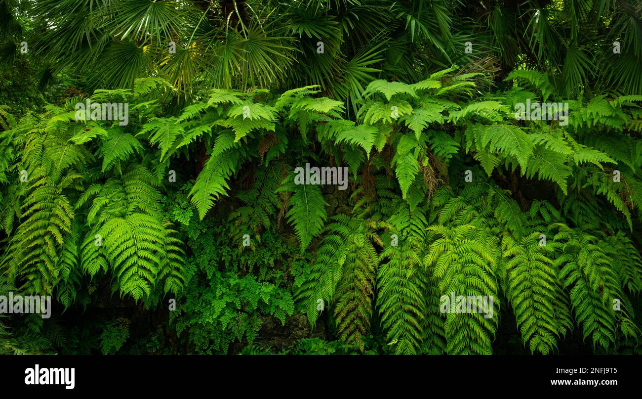plantes de fern dans la nature tropicale, feuilles de fougère Banque D'Images