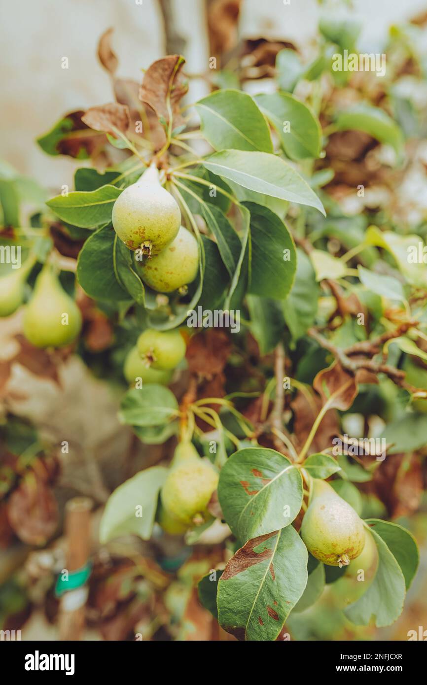 Poiriers et pommiers dans un beau jardin en Italie Banque D'Images