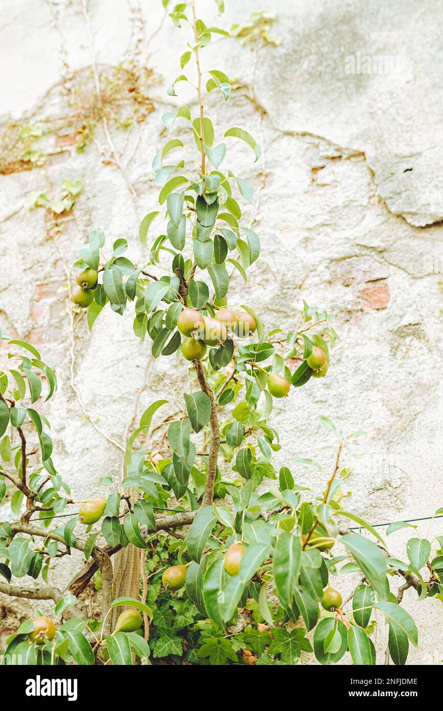Poiriers et pommiers dans un beau jardin en Italie Banque D'Images