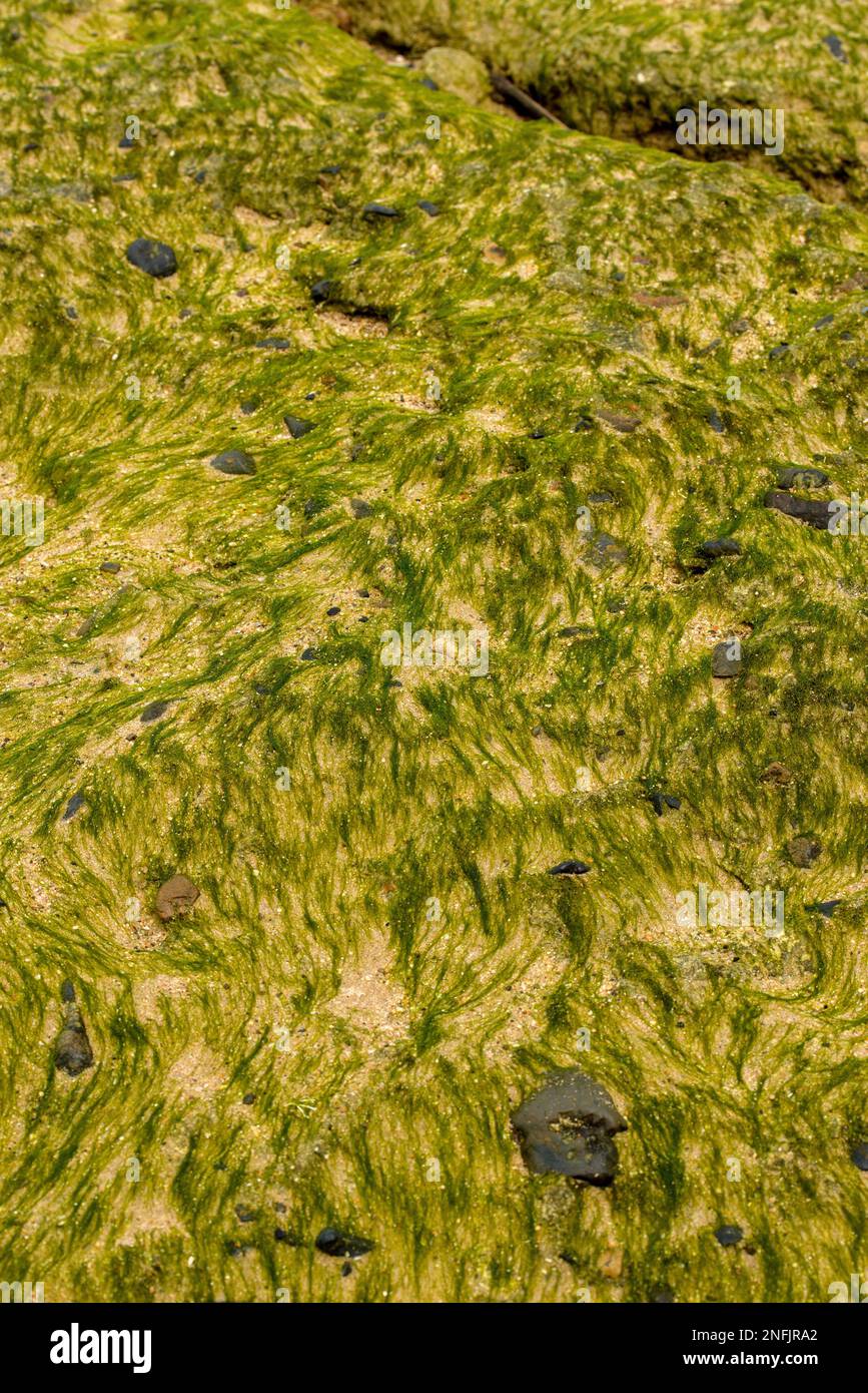 Motif Algea Banque D'Images