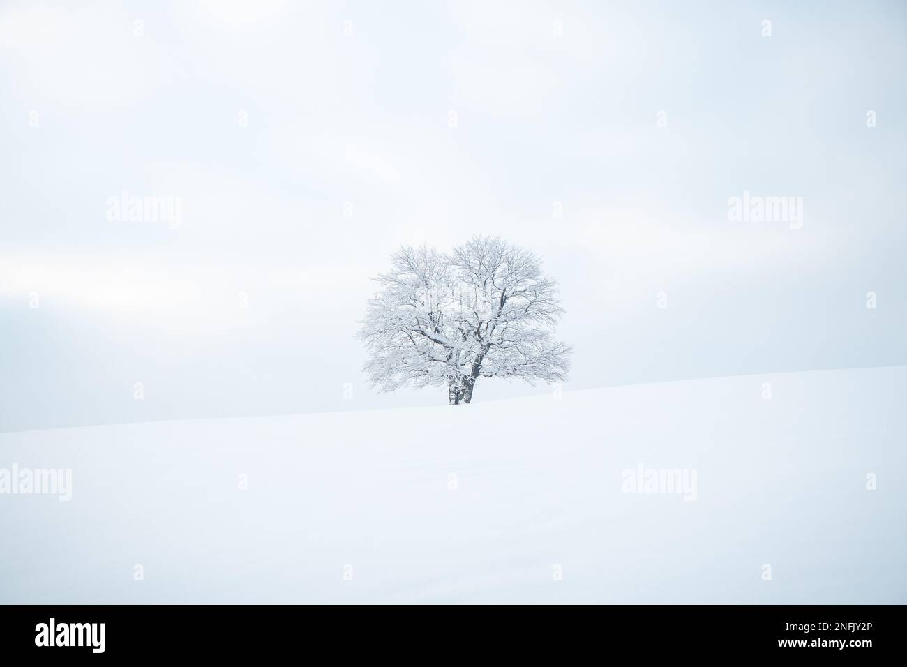 Arbre historique monumental couvert de neige et d'un champ de neige pur et intact. Minimalisme dans la nature. Lumière douce. Arbre seul. Kozlovice Beskydy, Repub tchèque Banque D'Images