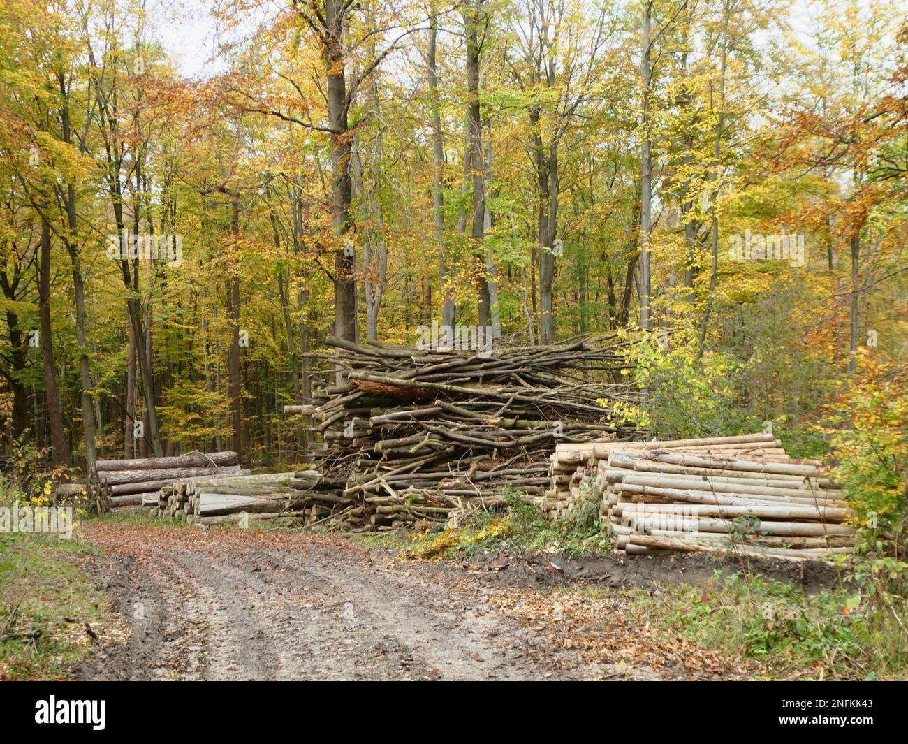 Vue panoramique sur la forêt de hêtres avec des piles de bois en automne et en plein soleil Banque D'Images