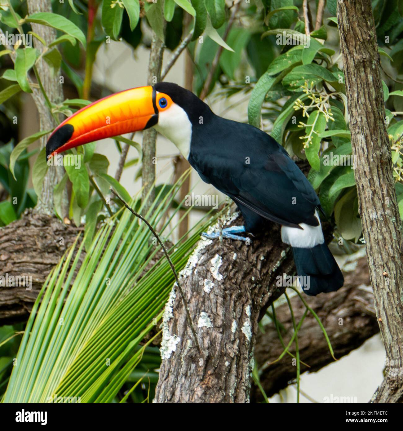 Toucan dans la forêt brésilienne. Photographié Dans L'État D'Espirito Santo, Au Brésil. Banque D'Images