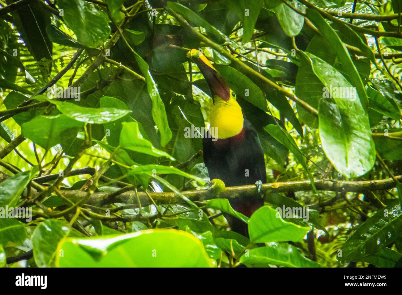 Toucan à gorge jaune ou noir mandibulé mangeant des fruits, un oiseau tropical au Costa Rica Banque D'Images