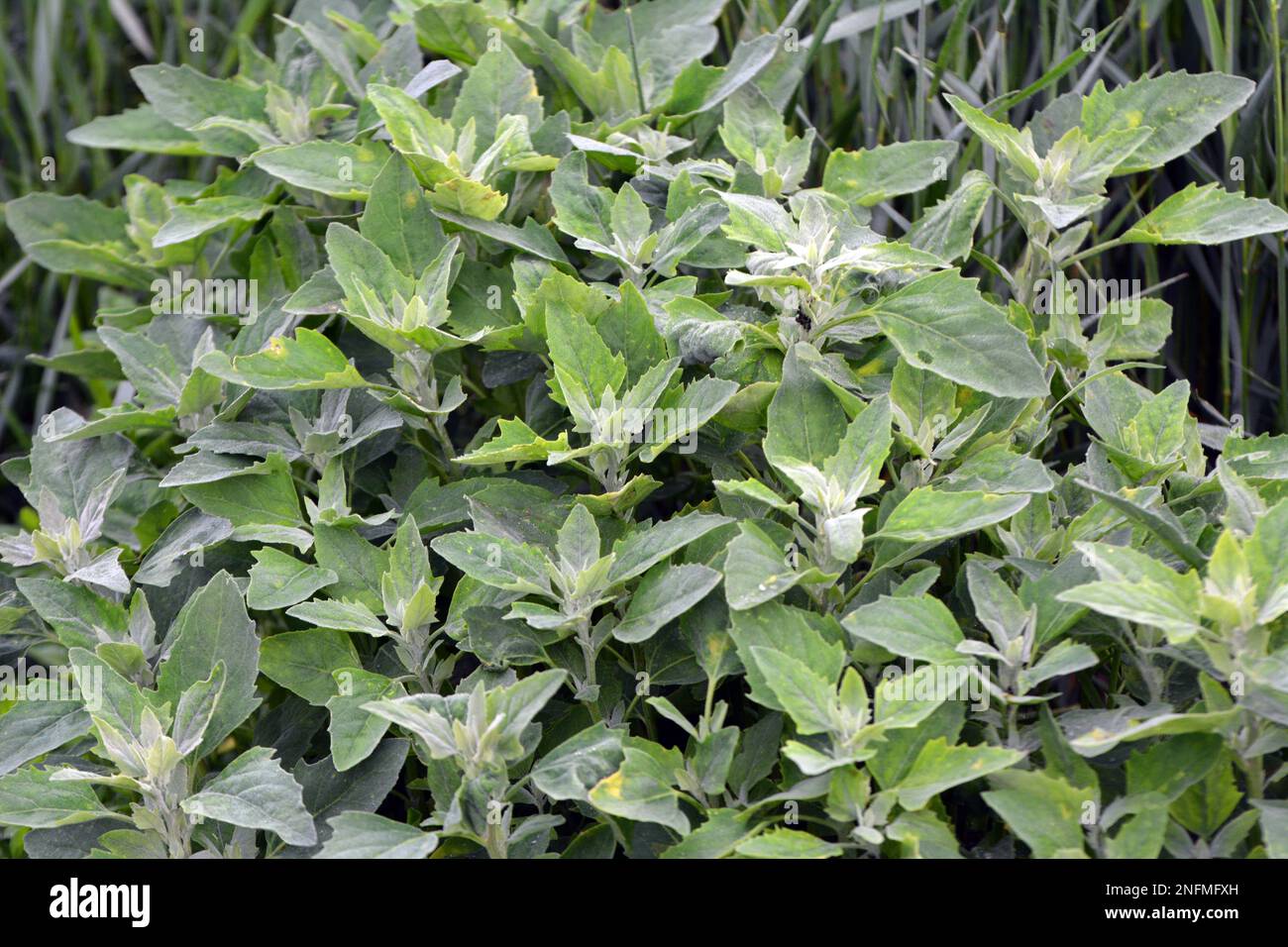 Le quinoa blanc (album Chenopodium) pousse dans la nature sauvage Banque D'Images