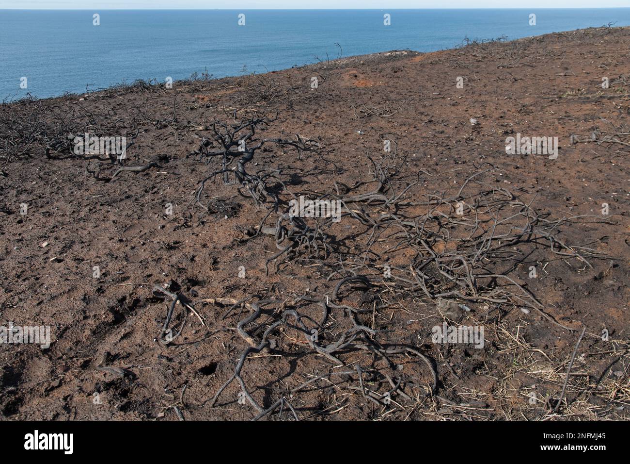 Séquelles d'un incendie d'herbe, 2022. Banque D'Images