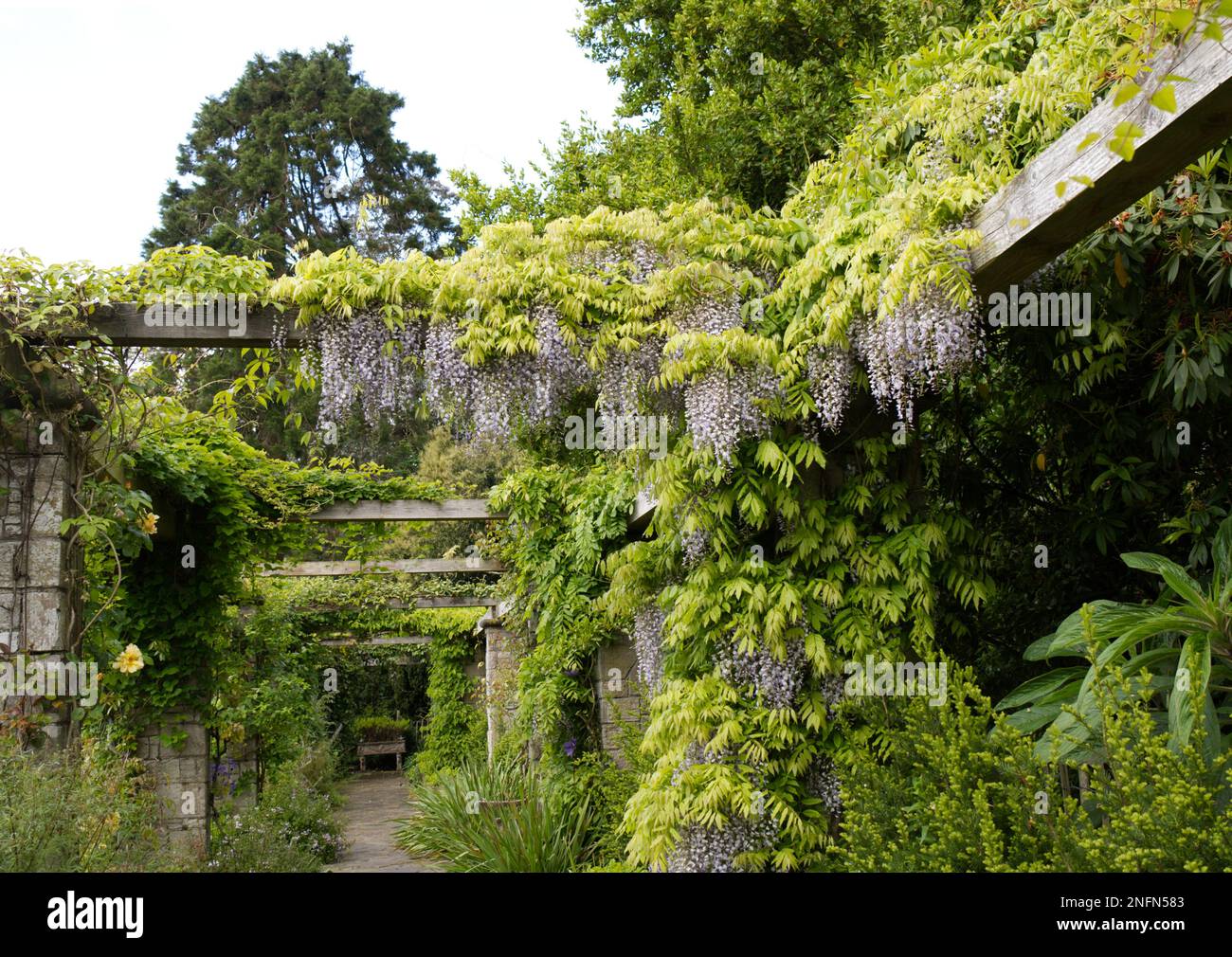 Au début de l'été, fleurs sur la promenade en pierre et bois de la pergola au jardin du Mount Stewart National Trust Irlande du Nord Mai Banque D'Images