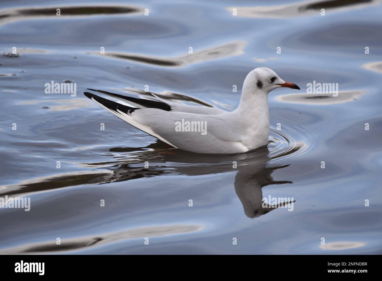 Image en gros plan d'un mouette à tête noire (Chericocephalus ridibundus) en plumage d'hiver, de gauche à droite, avec queue relevée, sur de l'eau douce et ondulée de couleur bleu Banque D'Images